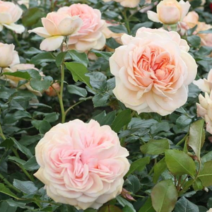 Floribunda ruže - Ruža - Garden of Roses® - 
